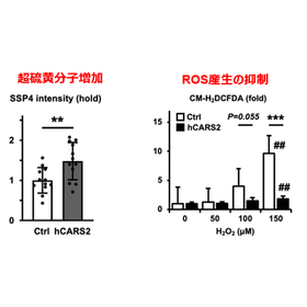 東北大学技術：網膜神経節細胞の保護剤：T25-039 製品画像
