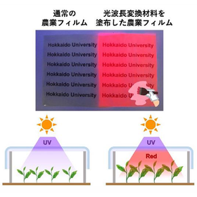 北海道大学技術：光波長変換透明フィルム：HK25-006