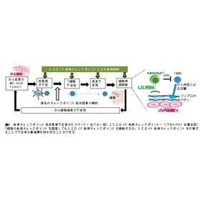 東北大学技術：抗ヒトLILRB4モノクローナル抗体