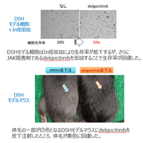 秋田大学・名古屋大学技術：遺伝性対側性色素異常症治療薬