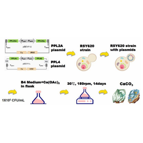 Tohoku Univ. Technology ：Functional Pearl-like Multilayer Nanomaterials：T25-050