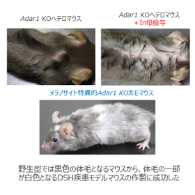 秋田大・名古屋大技術：遺伝性対側性色素異常症疾患モデルマウス​