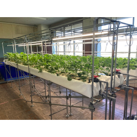 植物育成LED