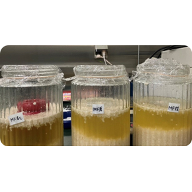  磁場応用の革新的発酵技術［鹿児島大学］