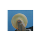 IPROS12731770745043274819.png