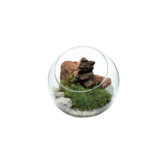 苔プリ.png