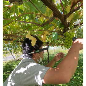 【果樹栽培】スマートグラスで&ldquo;見える化&rdquo;と遠隔指導