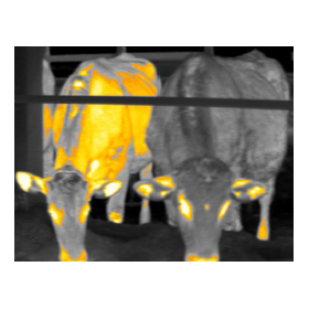 家畜と飼養環境の熱画像分析