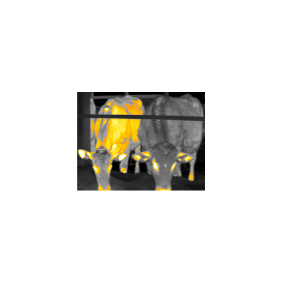 ?家畜と飼養環境の熱画像分析 画像.png