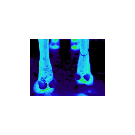 ?サーモグラフィによる護蹄メソッド 画像.png