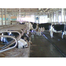 乳牛の暑熱ストレス 製品画像