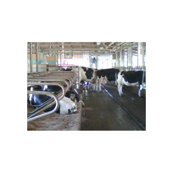 ?乳牛の暑熱ストレス 画像.png