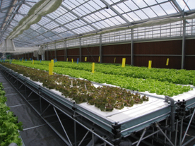 土を使わない！水耕栽培の太陽光利用型プラント　葉菜プラント