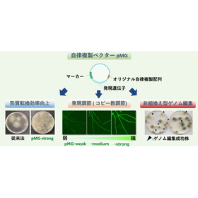 自律複製ベクター『pMGシリーズ』