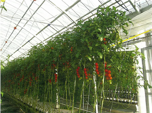 トマト養液栽培システム『トマト工房』