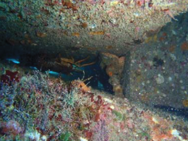 港湾海岸ブロック『環境改善型漁礁ブロック』