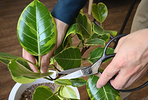 珍樹園の観葉植物レンタルが選ばれる理由