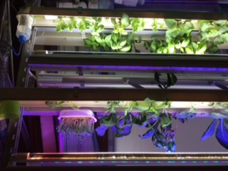 『LED Plant factory』のご紹介