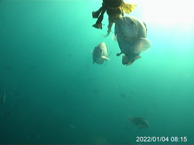 食害モニタリング