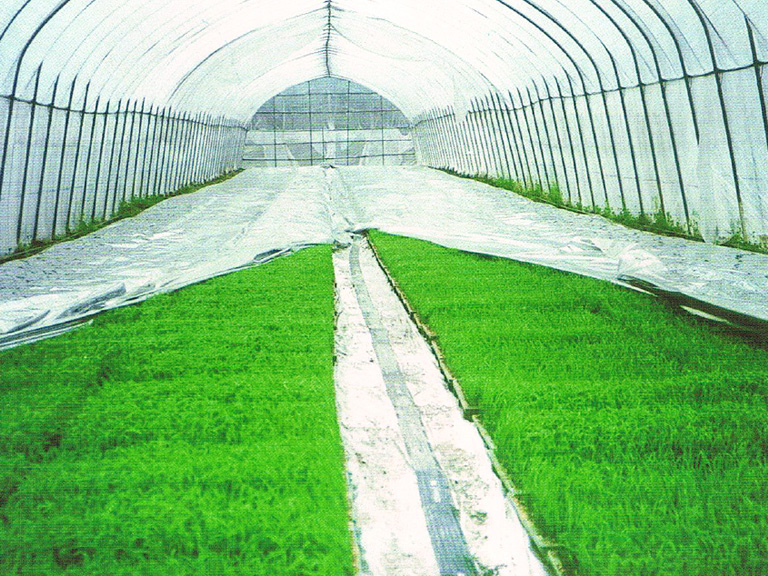 ピアレスフィルム