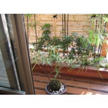 アドバイス　庭木の豆知識