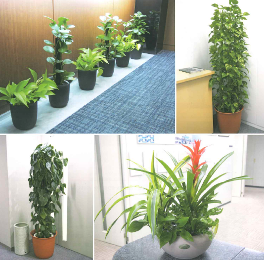 観葉植物レンタルサービス