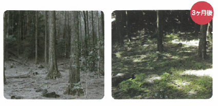 有機質『フルボ酸』