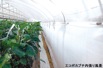 【種苗会社向け】省エネ・保温　ハウス栽培用シート　エコポカプチ