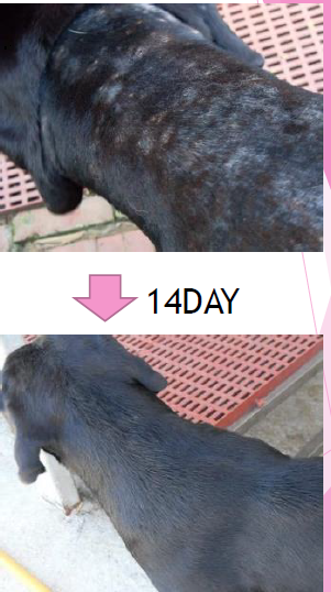 酸化チタン素粒子分散液『nanotita pro-BD』