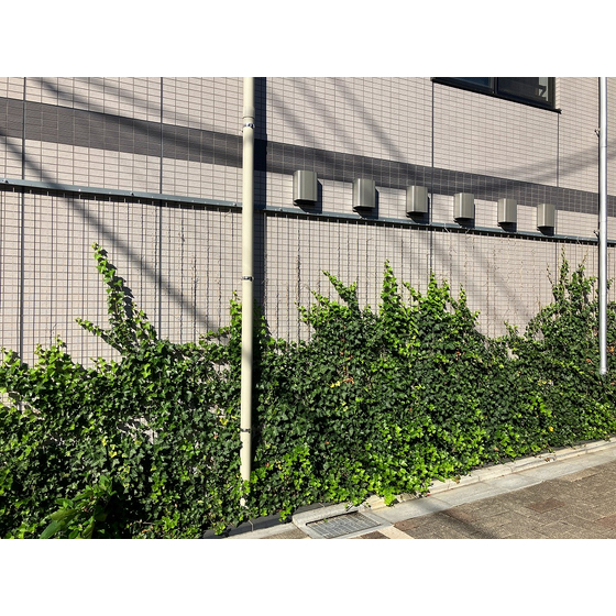 マンション壁面緑化1.jpg