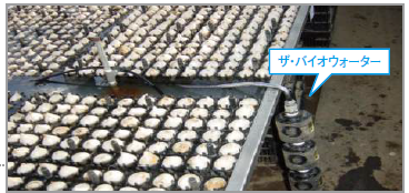 【制菌効果 事例】松原商事（株）チューリップ栽培農園