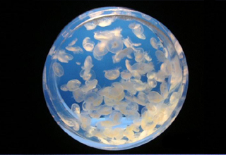 アクリル樹脂水槽　受託製造・加工サービス　