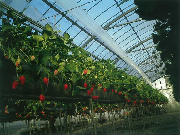 イチゴ高設栽培システム『ベリーグッドシステム』