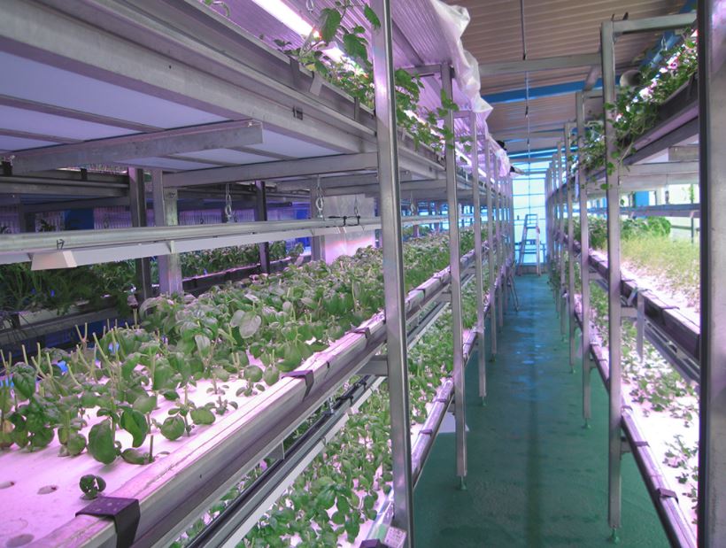 エコシステム『LED植物工場』