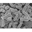 Bacillus bacteria