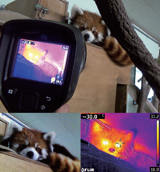 【導入事例】動物園での使用事例『FLIR E6-XT』