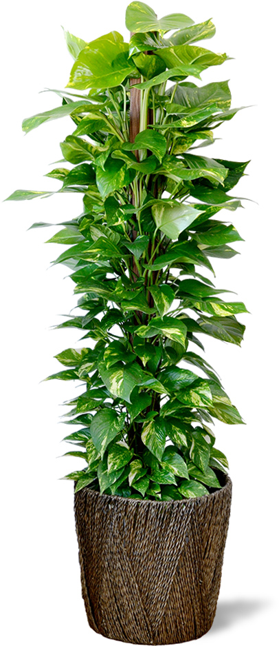 観葉植物レンタルサービス