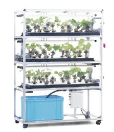 わさび水耕栽培