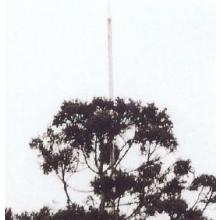 避雷針　樹木避雷設備