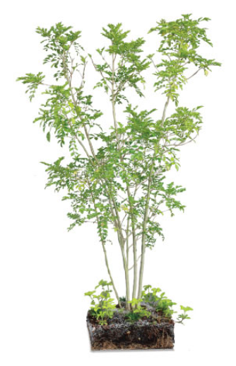 ユニット式植栽済マット