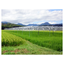 Agricultural Solar Power Generation System "Solar Sharing"