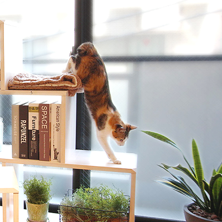 『猫の健康とNY&』 