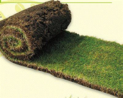 校庭緑化に選ばれるタフな芝『ティフトン芝』