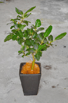 観葉植物　レンタル・管理サービス