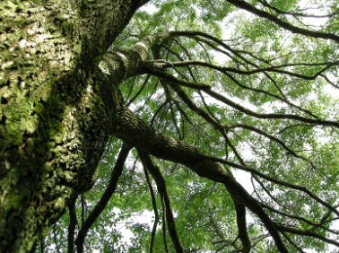 生物 調査・分析サービス
