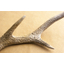 Interior using deer antlers: Explaining the price range and reasons for the popularity of deer antlers.
