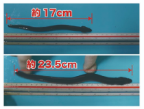 【ファインバブル導入事例】ドリーム・ワーカーズ株式会社 様