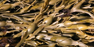 海藻抽出物分野での改善提案