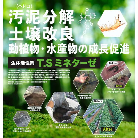 T.Sミネターゼ_画像.PNG