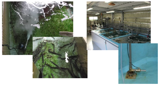 養殖漁業時の斃死にお困りな方必見！【課題解決事例】